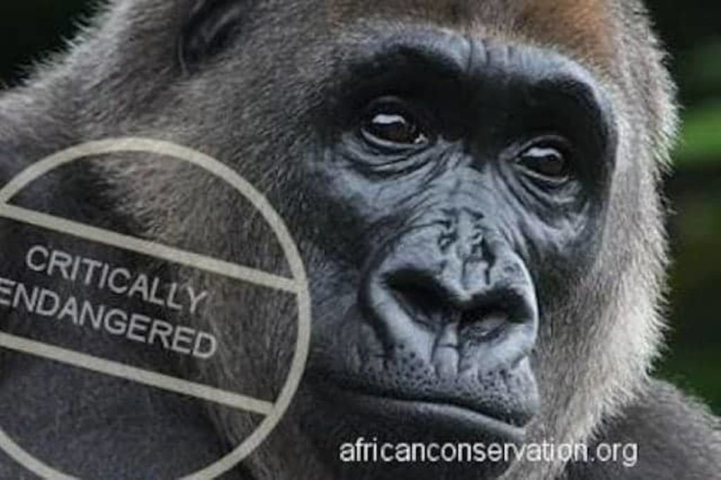 African Conservation Foundation